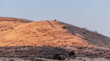 Panorama Kuru çalıların olduğu tepe Gün ışığı