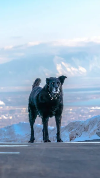 Vertical Black dog standing on the road against far Wasatch Mountain and cloudy sky — Stock fotografie