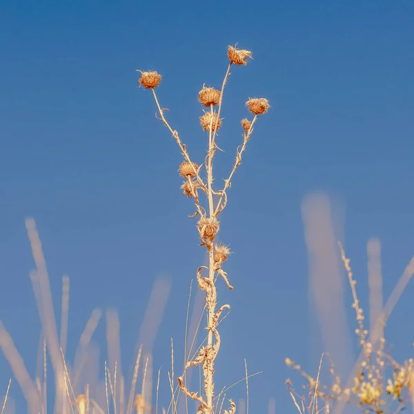Квадрат Вибірковий фокус на золотистому сушеному польовому квіті — стокове фото