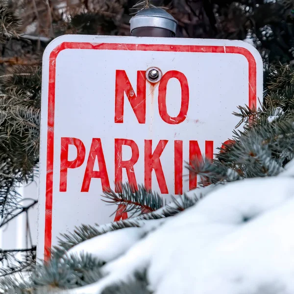 Cosecha cuadrada No hay señales de aparcamiento en medio de hojas verdes de árboles de coníferas con nieve en invierno — Foto de Stock