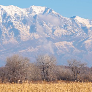 Kışın tarlada kurutulmuş mısır gevreği.
