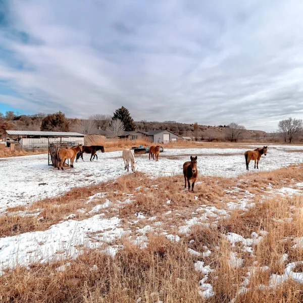 Square Betande hästar på snöiga och gräsbevuxna fält under stora molnigt blå himmel på vintern — Stockfoto
