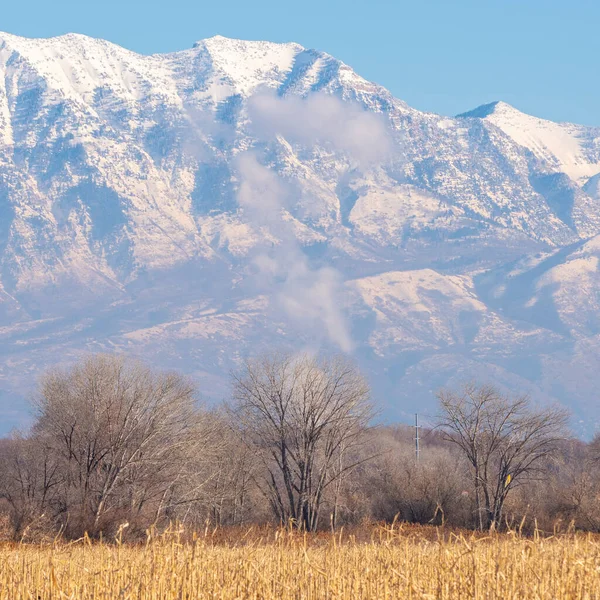 Cereali secchi quadrati nel campo agricolo in inverno — Foto Stock