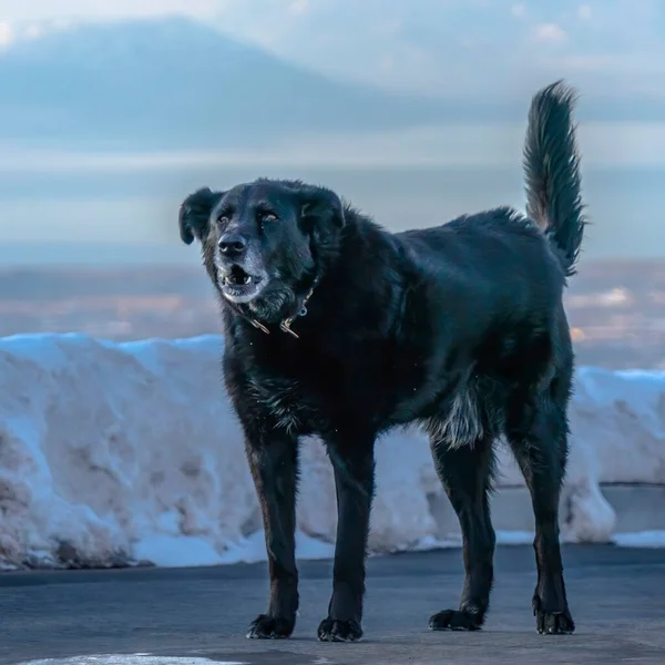 Square Black cane in piedi su una strada che domina sfocata Wasatch Mountain lago e valle — Foto Stock