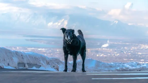 Panorama plodina Černý pes stojící na silnici proti vzdálené Wasatch Mountain a oblačné obloze — Stock fotografie