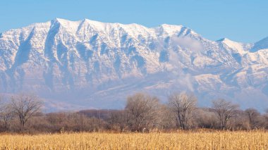 Panorama mahsulü kışın tarım alanında kurutulmuş tahıl mahsulü