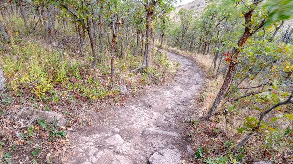 Панорама Дірт мандрує по молодих лісах. — стокове фото