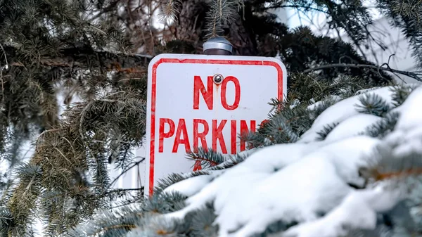 Panoráma termés Nem Parkolási jel között zöld levelek tűlevelű fák hó télen — Stock Fotó