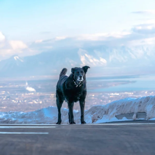 Square crop Black dog standing on the road against far Wasatch Mountain and cloudy sky — Stock fotografie