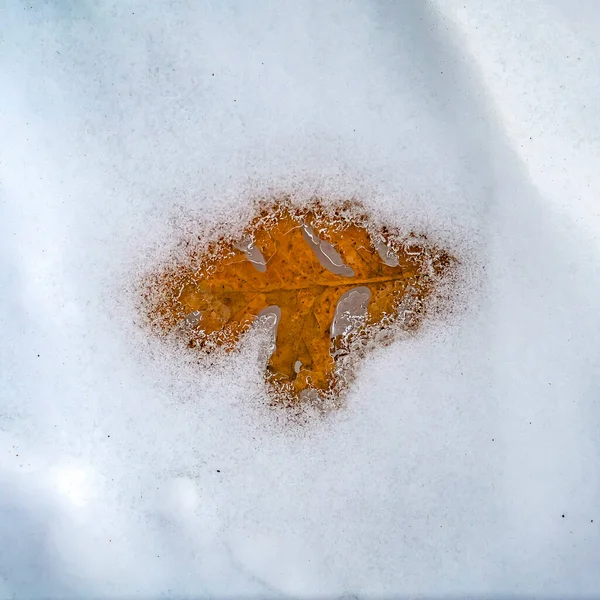 Carré Feuille d'érable dorée et sèche congelée sous une couche de glace en hiver — Photo