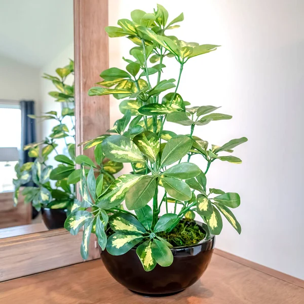 Planta envasada ornamental quadrada no armário da vaidade contra espelho e parede branca — Fotografia de Stock