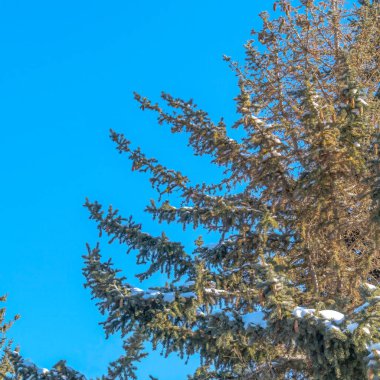 Kare çerçeveli, yemyeşil yapraklı Evergreen Park City 'de güneşli bir günde mavi gökyüzüne karşı