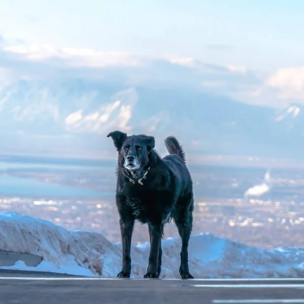 Square Black dog standing on the road against far Wasatch Mountain and cloudy sky — Stock fotografie