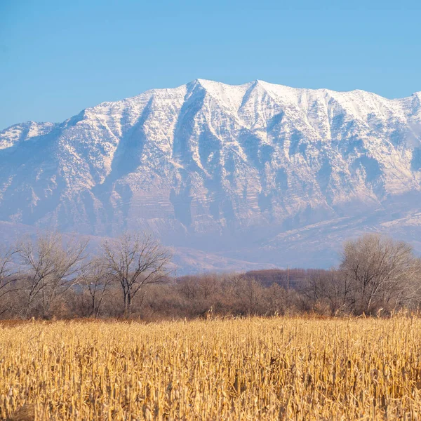 Marco cuadrado Cultivo de cereales secos en el campo agrícola en invierno — Foto de Stock