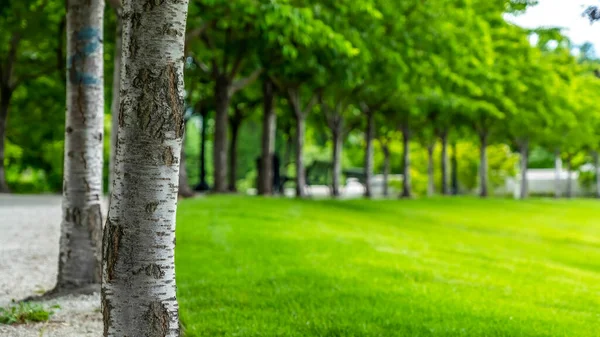 Panorama Bujné stromy s bílými kůrami a bohatými listy podél silnice a travnatého trávníku — Stock fotografie
