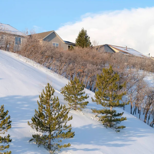 Cuadrados de pinos jóvenes y casas en la nieve cubierta de ladera de las montañas Wasatch — Foto de Stock