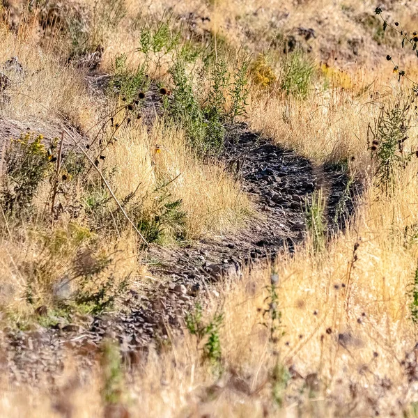 Square Wilderness hiking trail through dry grass day light — Stock Photo, Image