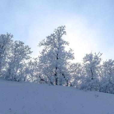 Kare mahsul Güzel karla kaplı ağaçlar Wasatch Dağları 'nın yamaçlarında