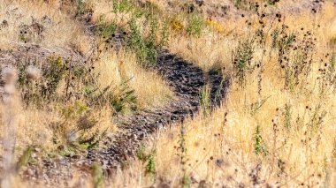 Panorama çerçevesi Kuru çim gün ışığında yürüyüş yolu