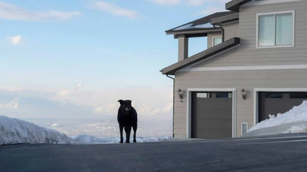 Panorama Dog na příjezdové cestě před domem v sousedství Wasatch Mountains — Stock fotografie