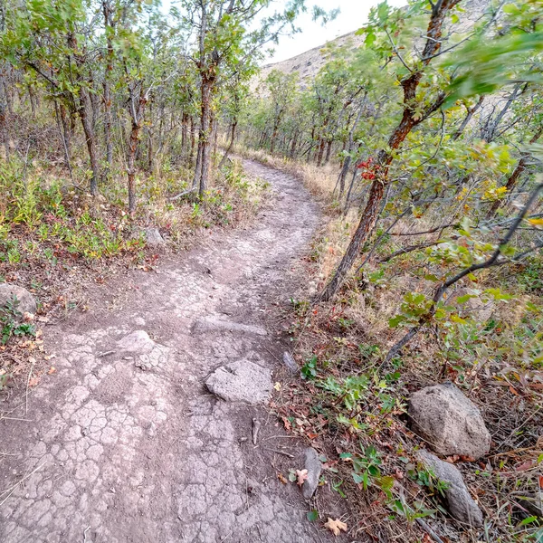 Square Dirt hiking trail through young woodland trees — Stock Photo, Image