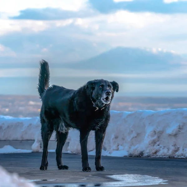 Čtvercová plodina Černý pes stojící na silnici s výhledem rozmazané Wasatch Mountain Lake and Valley — Stock fotografie