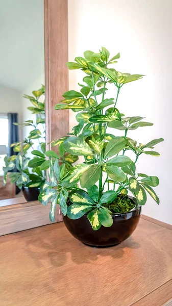 Vertikal Ornamental pot tanaman pada lemari kesombongan terhadap cermin dan dinding putih — Stok Foto