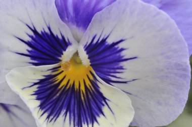 Menekşe hanım evlatları güzel çiçek. Yağmurdan sonra güneşli bir günde. Makro.