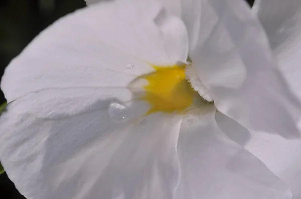 白色的小花可爱的花 在雨后的晴天 — 图库照片
