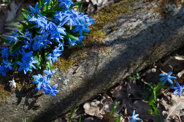 Bouquet Blue Snowdrops Sunny Day Background Spring Forest — Stock Photo, Image