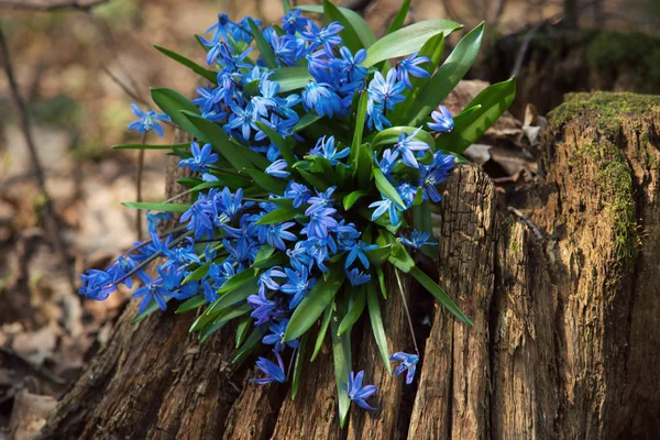 Bouquet Blue Snowdrops Stump Sunny Day Background Spring Forest — Stock Photo, Image