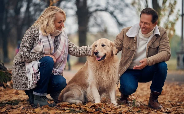 Senior couple walking in park in autumn. Attractive woman and handsome man spending time together with dog golden retriever.