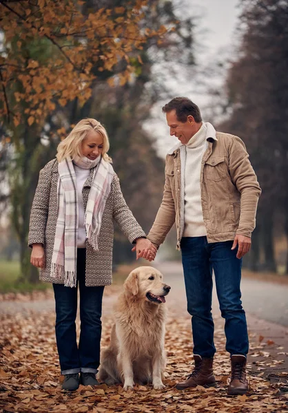 Üst Düzey Iki Sonbaharda Park Yürüyordunuz Çekici Kadın Köpek Golden — Stok fotoğraf