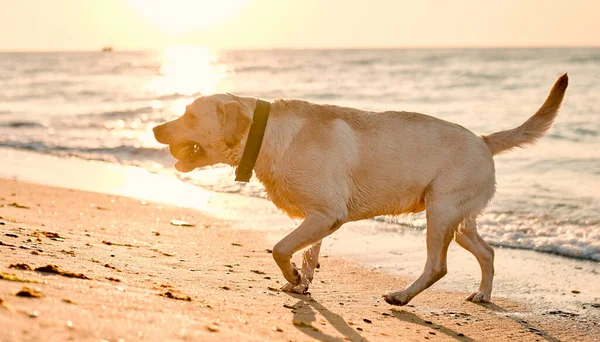 Dog Having Fun Beach Golden Labrador Retriever Playing Sand Swinning Stock Picture