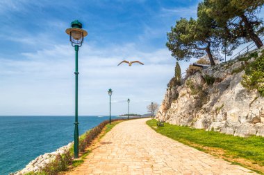 Martı Adriyatik Denizi, Hırvatistan, Europe kasabada Rovinj, uçan ile kaldırım.