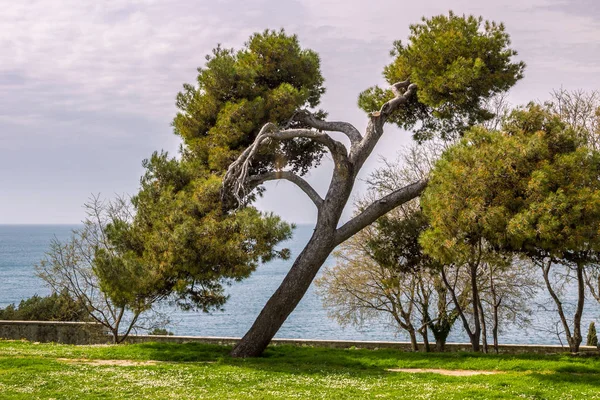 Nádherný Strom Zahradě Pobřeží Jaderského Moře Rovinj Chorvatsko Evropa — Stock fotografie