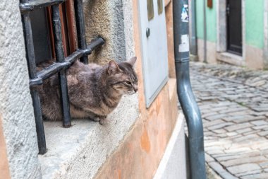 Kedi taşına Istria, Hırvatistan, Avrupa'nın Motovun şehir sokak penceresinde.