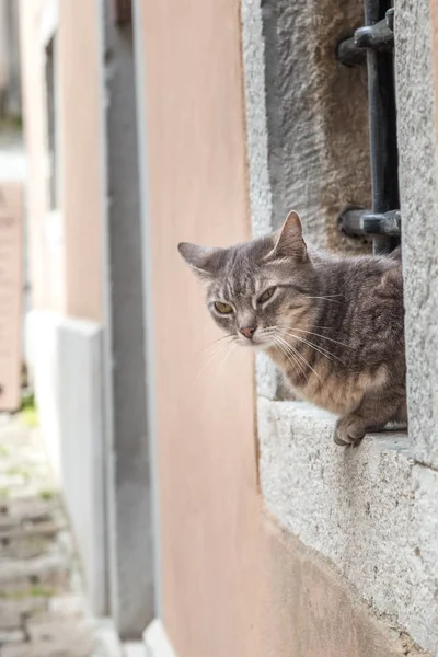 猫在窗口在石街道在 Motovun 镇在伊斯特拉 克罗地亚 — 图库照片