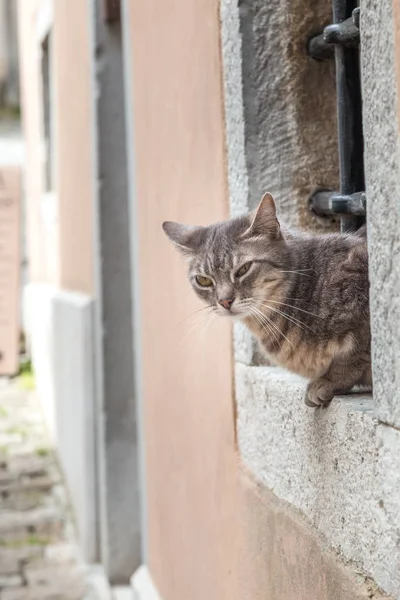 Cat Window Stone Street Motovun Town Istria Croatia Europe Royalty Free Stock Images