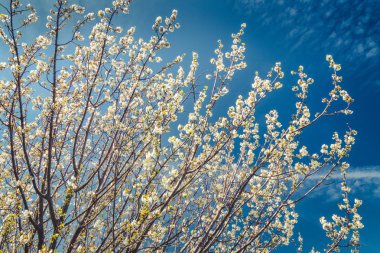 Arka plan mavi gökyüzünde karşı bir ağacın çiçek açan dalları.