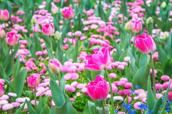 花坛红色郁金香在蓝色的花之中 — 图库照片