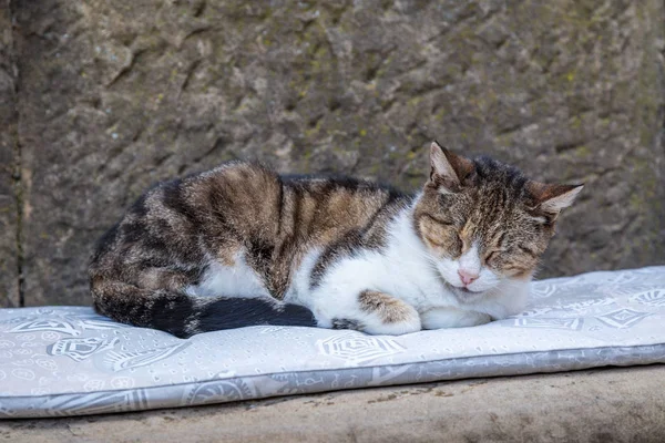 Domestic Cat Lying Street — Stock Photo, Image