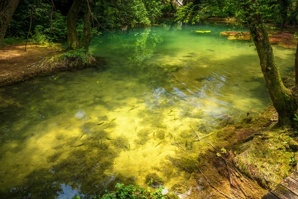 きれいな水の魚と森の中の美しい湖 クロアチア ヨーロッパのクルカ国立公園 — ストック写真