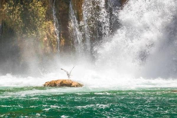 Sprchování Racek Vodopád Skradinski Buk Národní Park Krka Chorvatsku — Stock fotografie