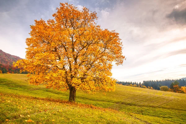 Landscape with a tree in autumn color, National Nature Reserve Sulov Rocks, Slovakia, Europe.