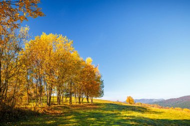 Sonbahar renklerinde ağaçlarla kaplı manzara, Slovakya, Avrupa.