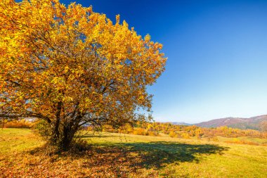 Sonbahar renklerinde ağaçlarla kaplı manzara, Slovakya, Avrupa.