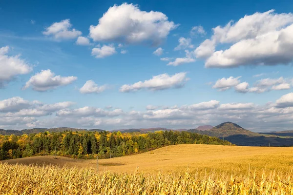 Country landscape with dried corn field on a sunny day. Blue sky with a clouds on background.