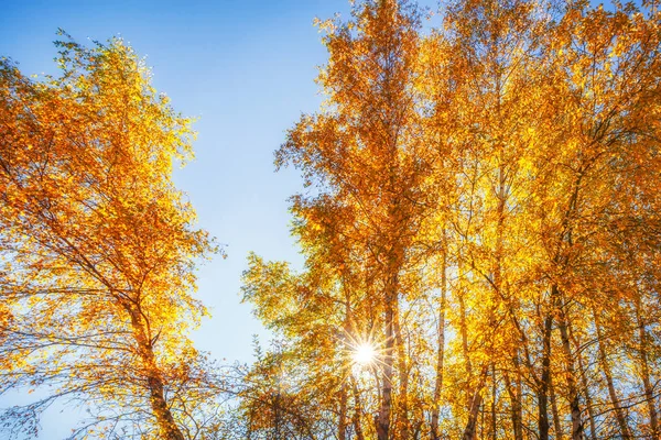 太陽光と紅葉の木 — ストック写真