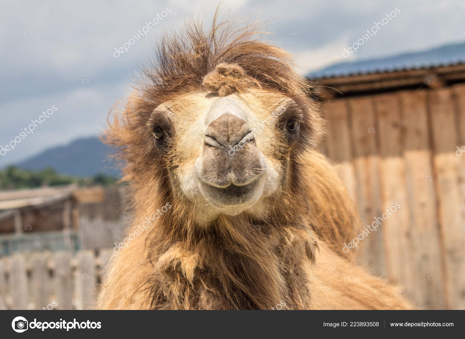 Camello Con Mirada Divertida Vista Cerca — Foto de stock #223893508 ©  viliam.mucha@gmail.com, image size:1600x1167